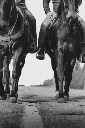 Close-up black and white shot of two horses walking side by side on a wet road.