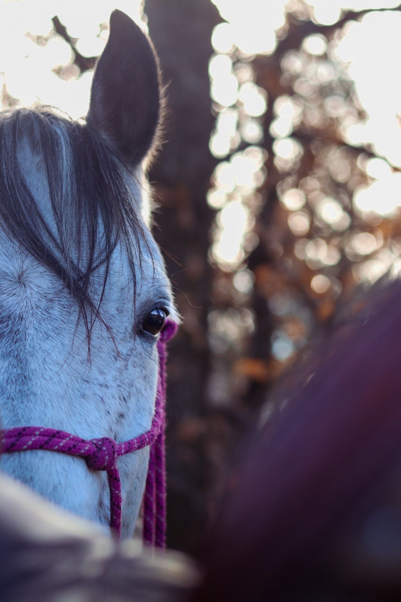 Close-up of a blue-eyed horse wearing a purple rope halter with bokeh light effect in background.