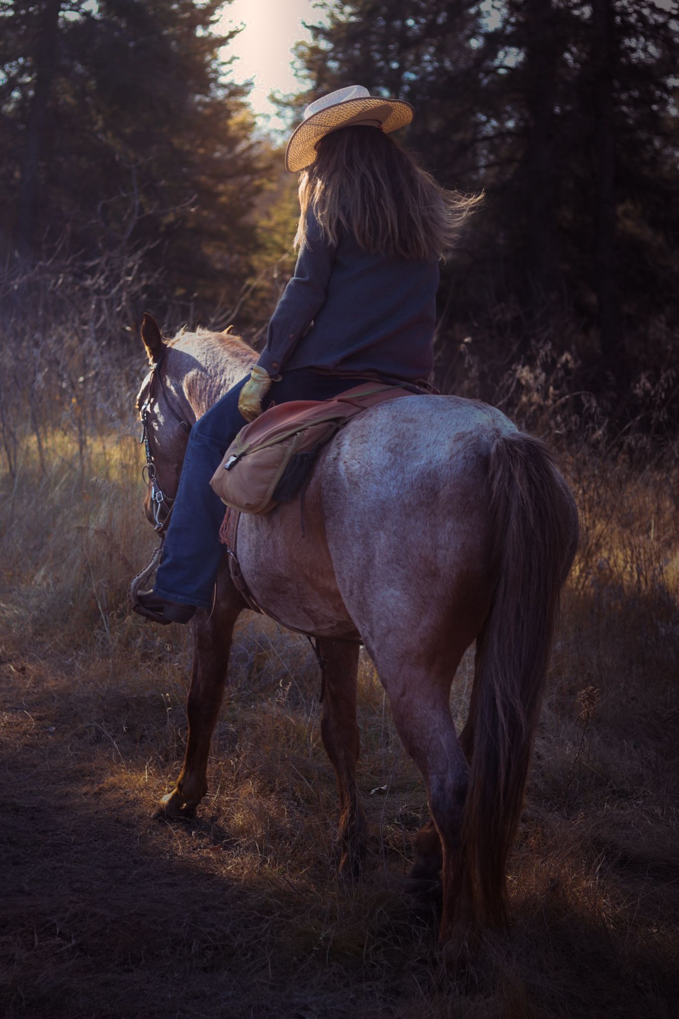 Horse and rider silhouetted against sunset while trail riding through evergreen forest.