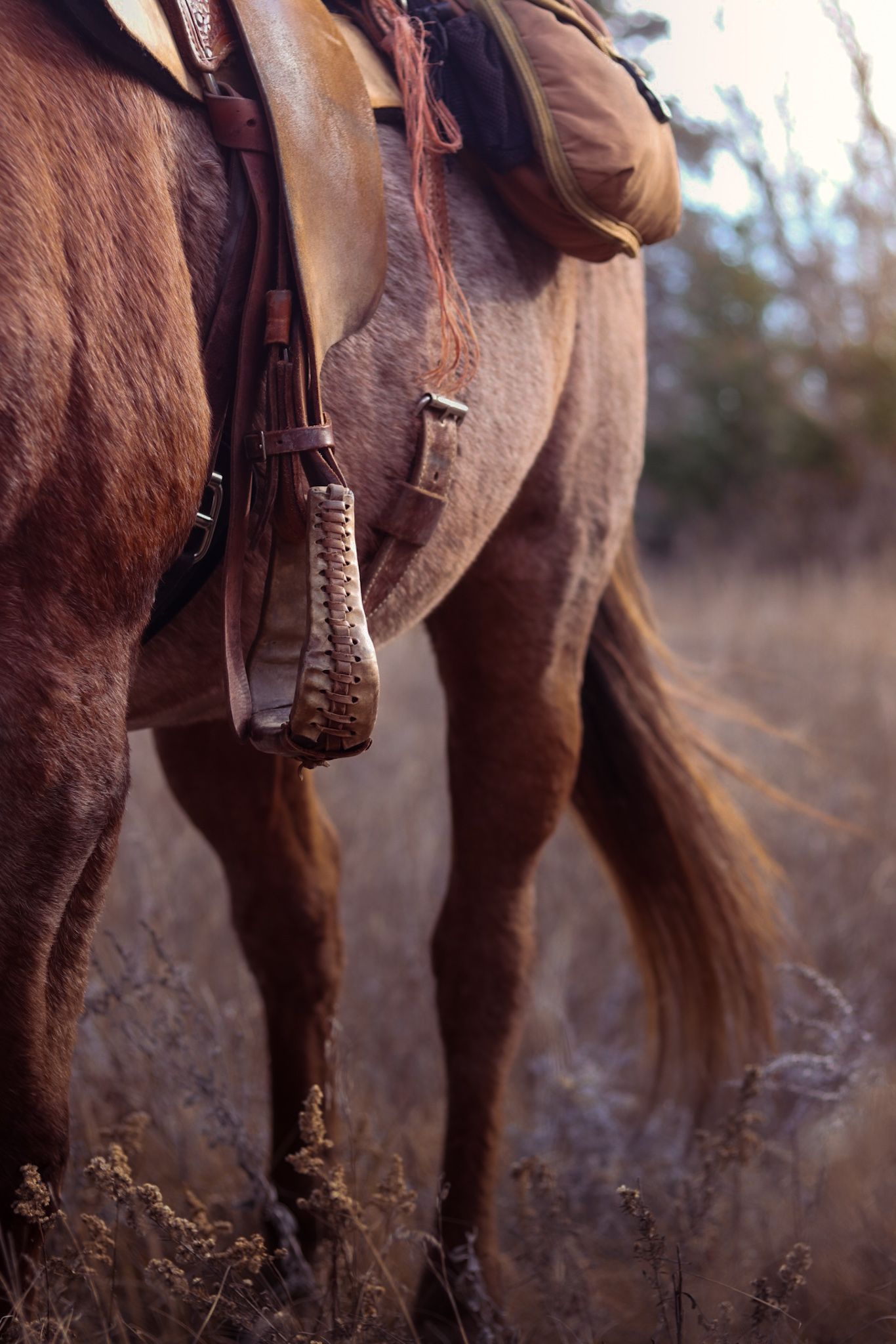 Close-up of brown leather saddle and stirrup on horse with autumn grasses in background.