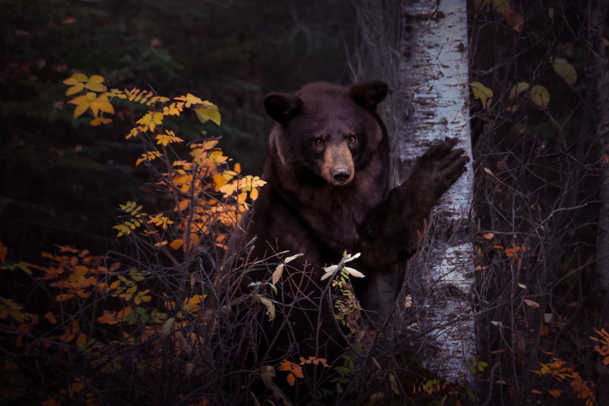 Bears lurking in autumn woods with orange foliage and white birch trees create a haunting wilderness scene.