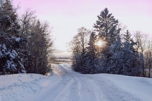 Snow covered rural road winding through evergreen trees with sun peeking through on a winter morning.