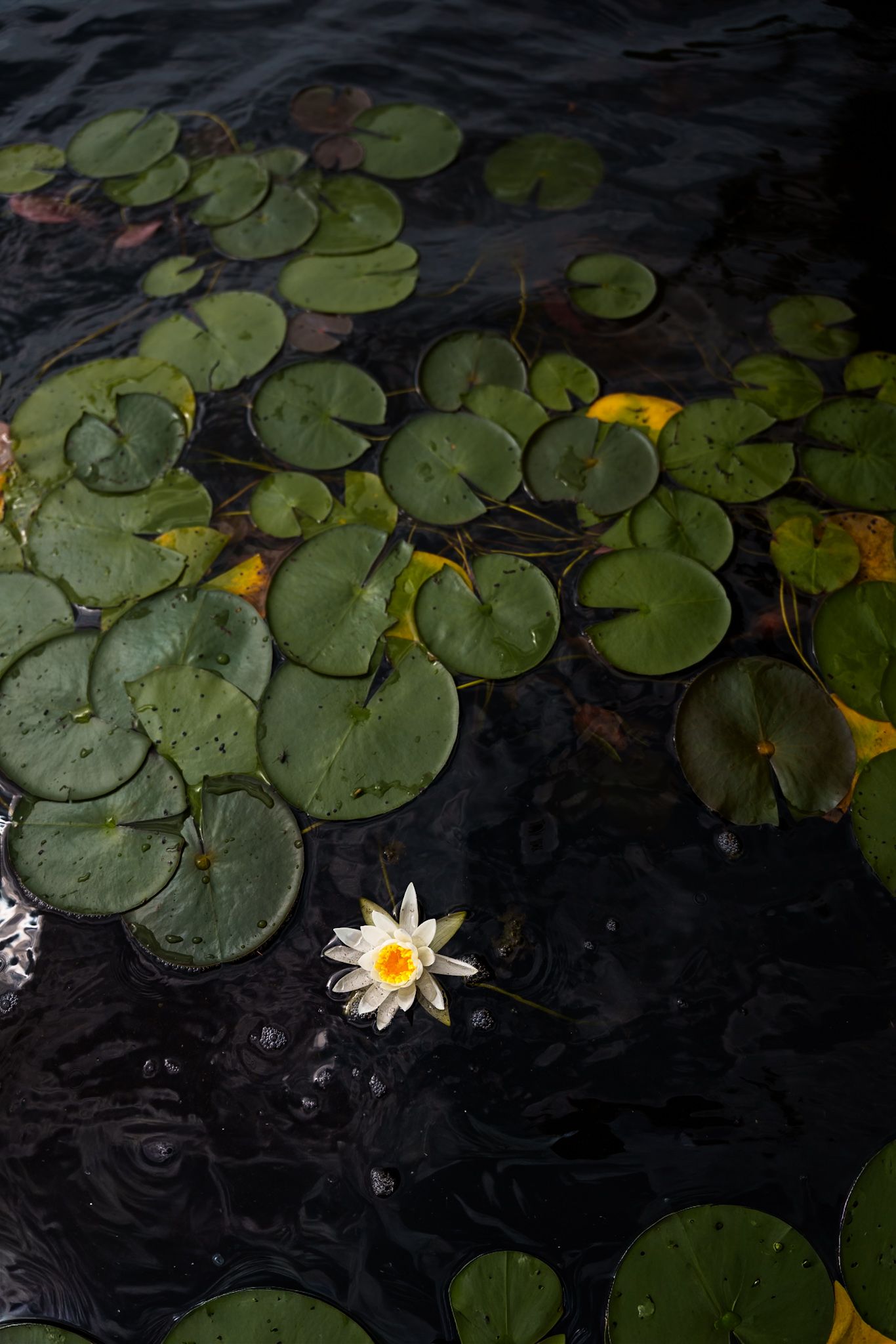 White water lily flower blooms among dark green lily pads floating on still pond water in moody lighting.