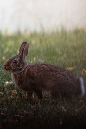 A wild brown rabbit sits in tall grass at dusk with a soft blurred background creating a silhouette effect.