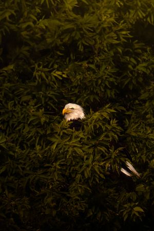 A majestic bald eagle perches among dark green foliage as it surveys its surroundings.
