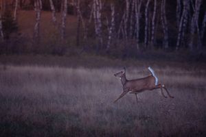 A brown and white deer stands alert in a misty field at dusk.