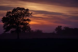 Silhouette of a lone tree against a dramatic orange and purple sunset sky.