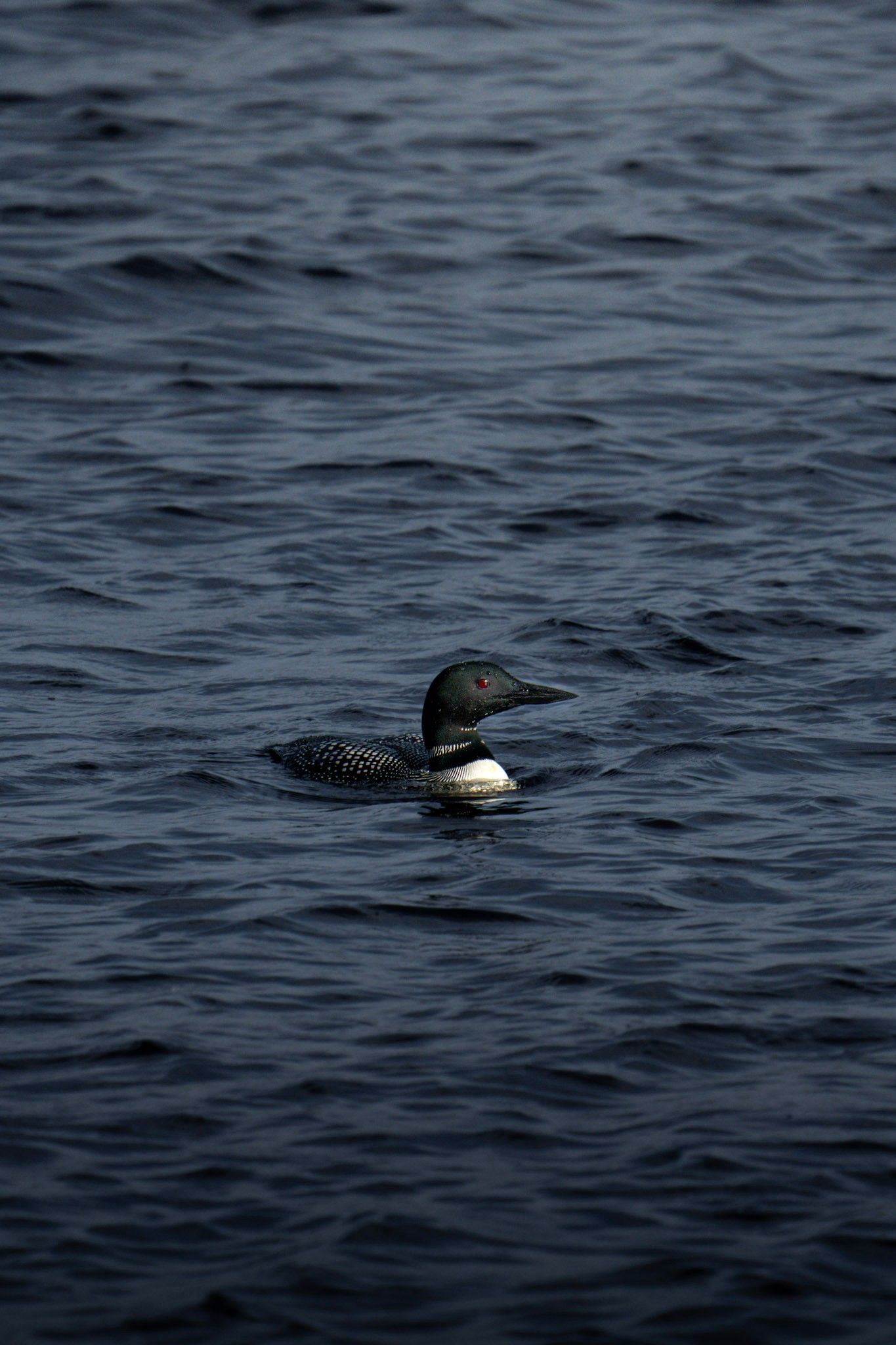 A lone common loon with distinctive black and white plumage floats on dark rippling water at dusk.