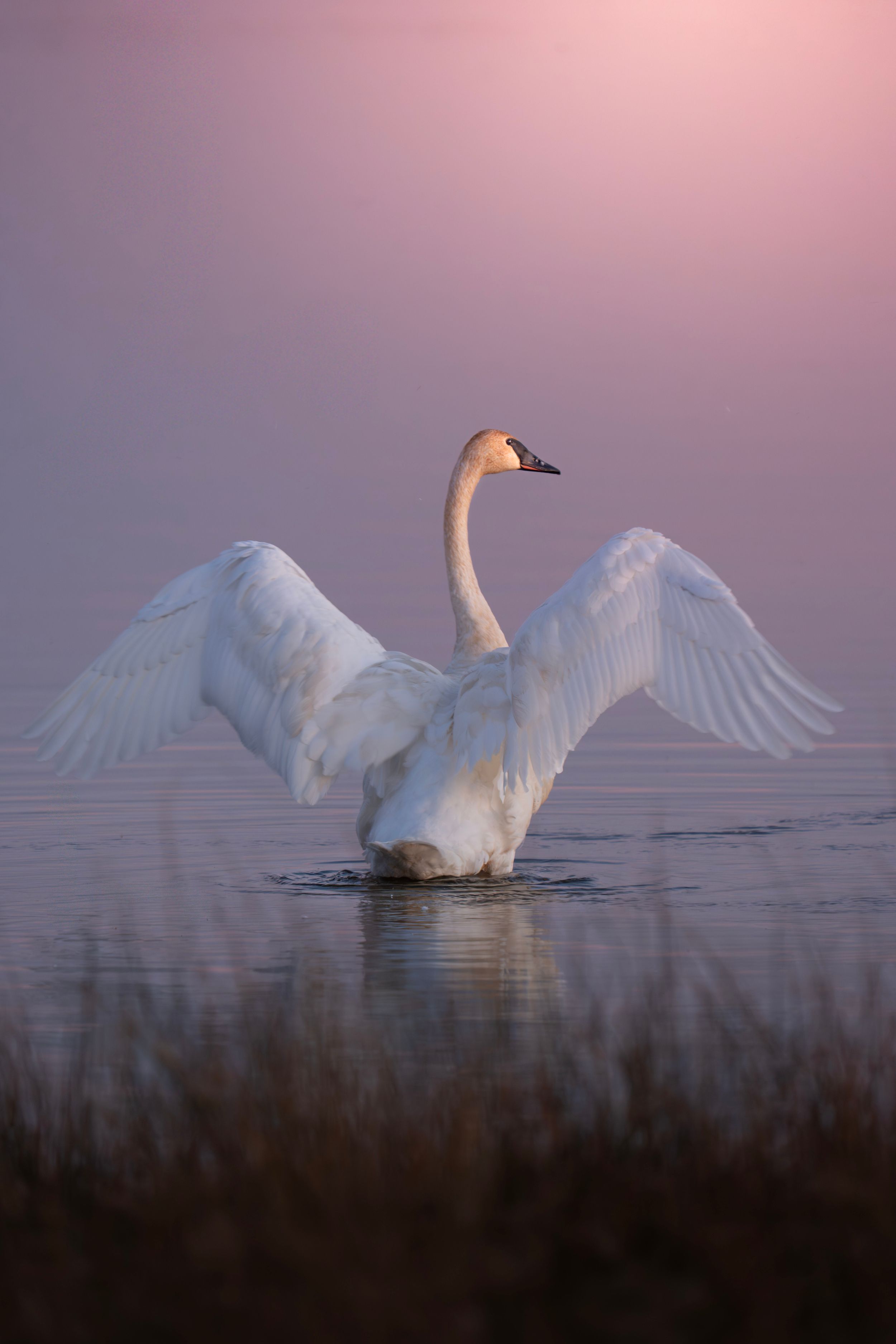 A majestic white swan spreads its wings on misty water during a pink and purple sunset.