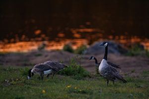 Several Canadian geese grazing on grass at sunset with warm orange lighting in the background.