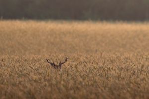 Majestic deer antlers peek above golden wheat field at sunset creating silhouette against warm background.
