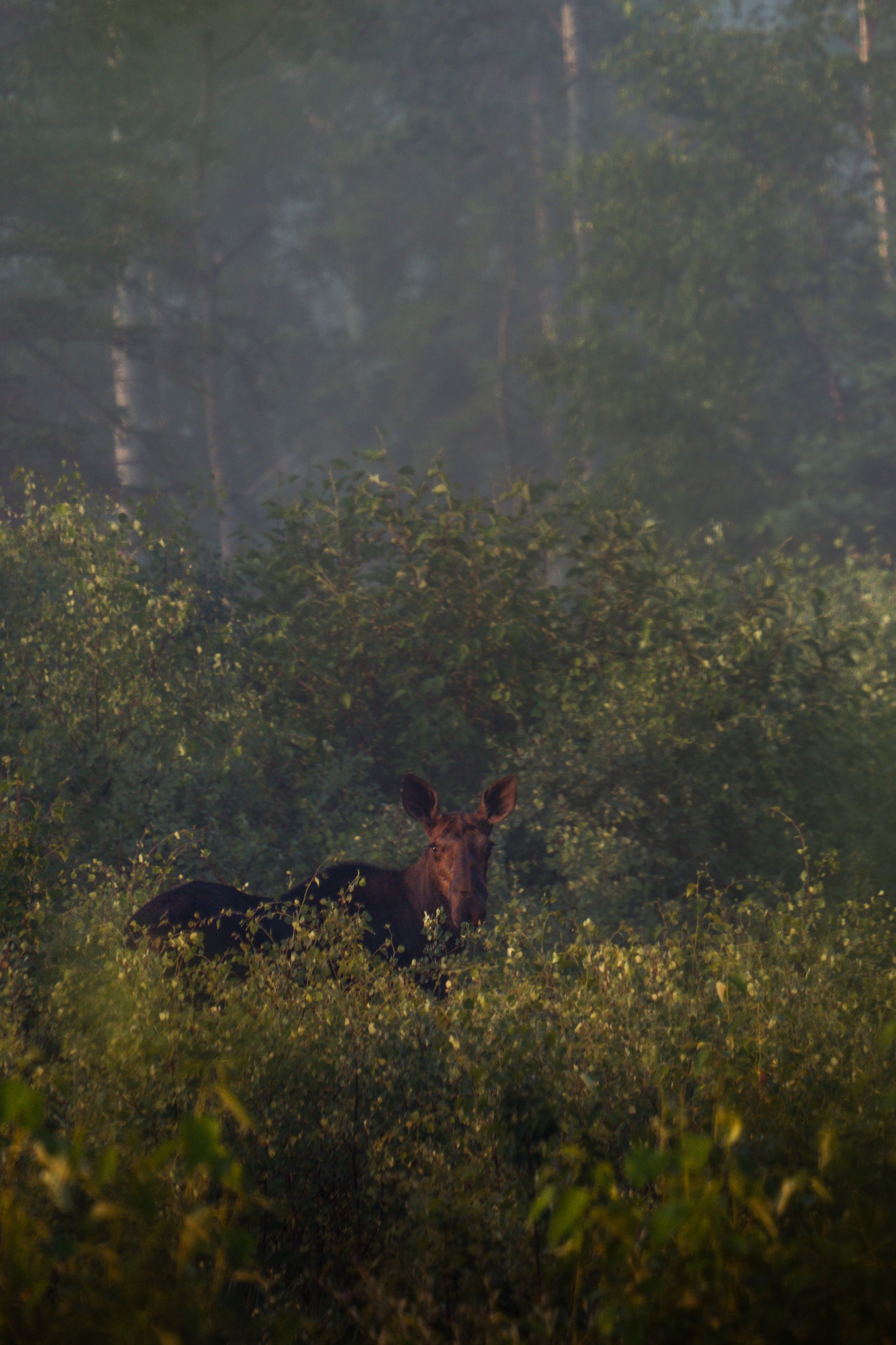 Bull moose emerging from dense forest brush during foggy morning in natural wilderness habitat.