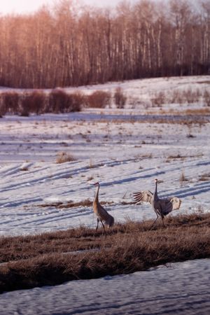 Two sandhill cranes standing on snowy ground near water at sunset with bare trees in the background.