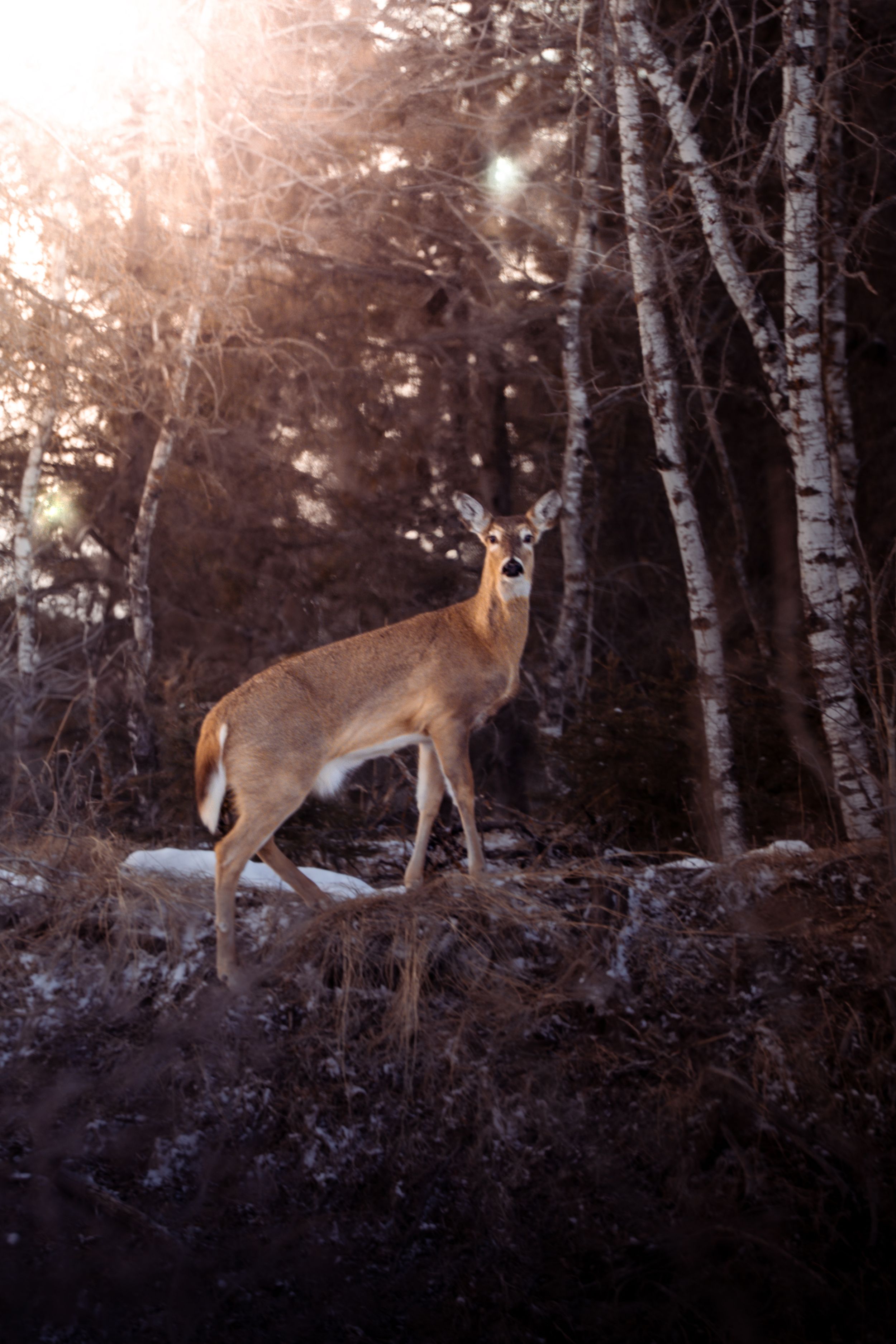 A white-tailed deer stands alert in a mystical birch forest backlit by ethereal sunlight through the trees.
