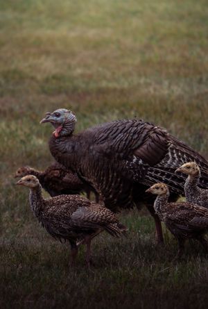 A group of wild turkeys foraging in dry grass during early morning light.