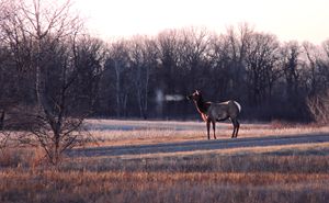 Deer grazing in a golden prairie field at sunset with silhouetted trees in the background.