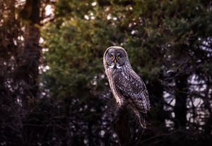 A series of seven photos showing a Great Gray Owl perched on branches at different angles during sunset.