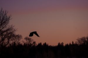 A crow silhouette flies across a moody dusky sky with tree branches framing the dramatic sunset scenery.