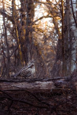 A ruffed grouse perches on a fallen log in a misty forest during golden sunset light.