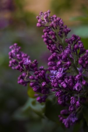 Close-up of vibrant purple lilac blooms with soft bokeh background.