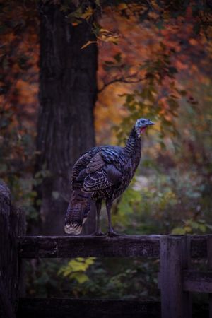 Wild turkey perched on wooden fence with autumn foliage in background.