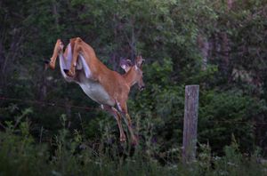 A white-tailed deer leaps gracefully over a fence post in a forest clearing at dusk.
