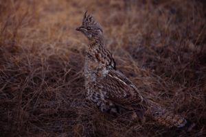 A ruffed grouse sits in dry grass during golden hour lighting.