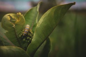 Monarch caterpillar crawling on green milkweed leaves.