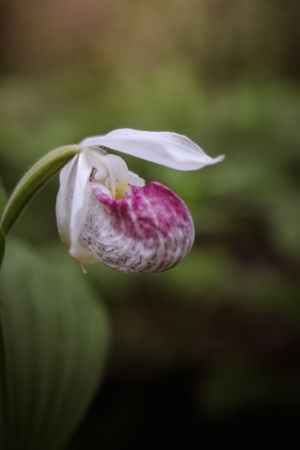 Pink and white lady slipper orchid bloom in soft focus.