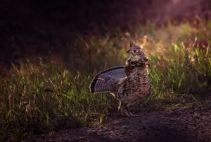 Ruffed grouse standing on dirt path in golden evening light.