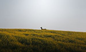 A lone deer stands silhouetted against the sky on a hilltop covered in yellow wildflowers.