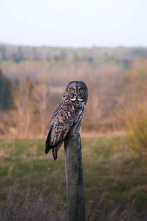 Great Grey Owl perched dramatically on wooden post in autumn field.