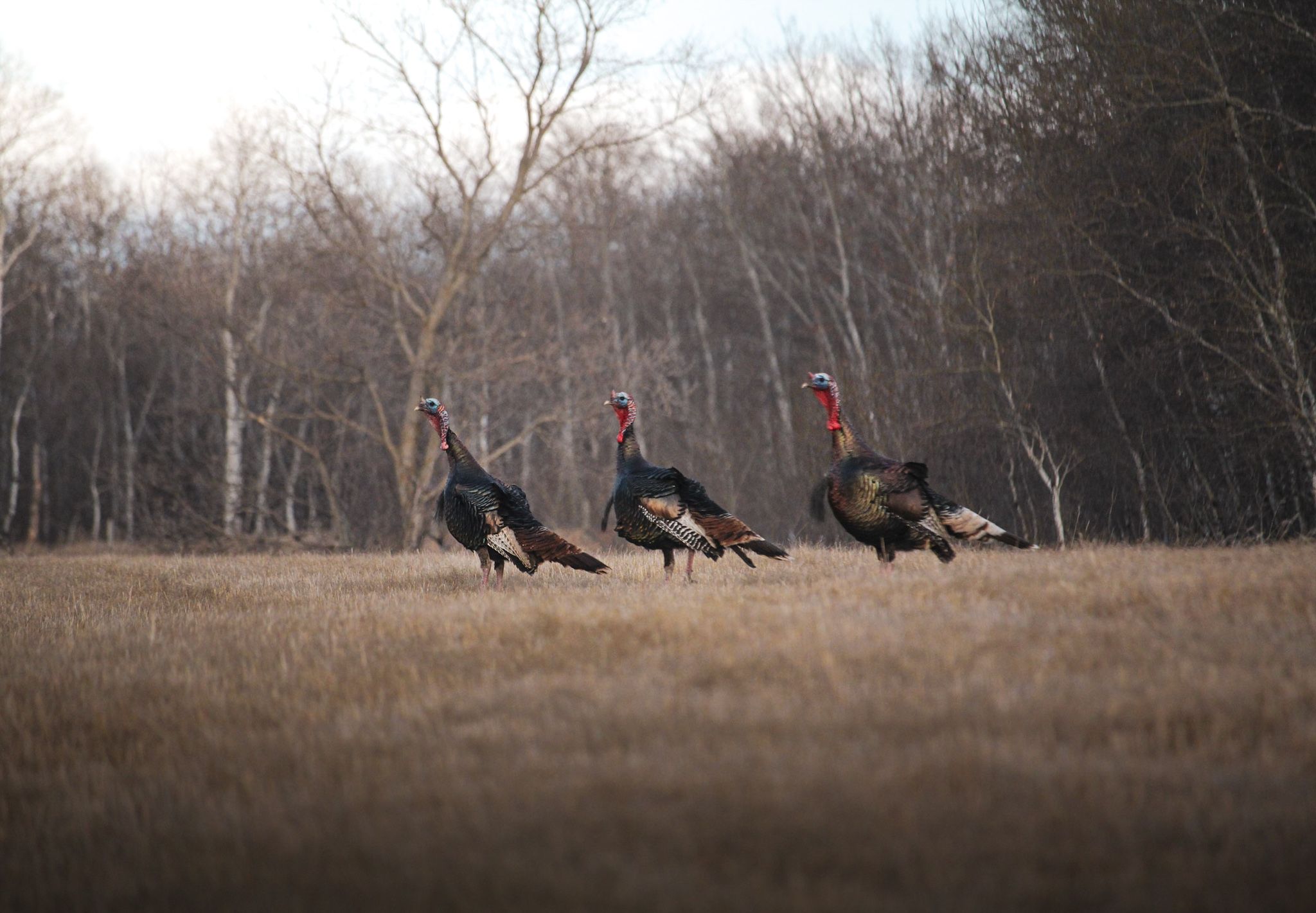 Three wild turkeys strutting across a field with bare trees in background.