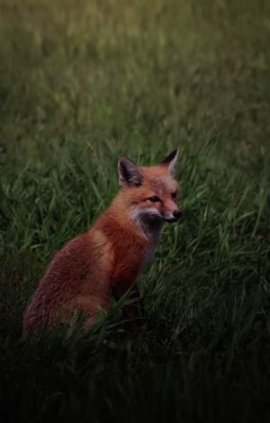 Red fox sitting alert in tall grass during twilight hours.