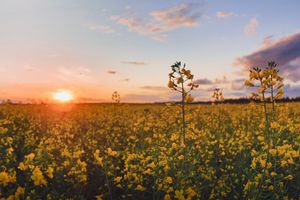 Golden sunset over a field of yellow canola flowers stretching to the horizon.
