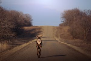 Lone deer walking down the middle of an empty rural road.