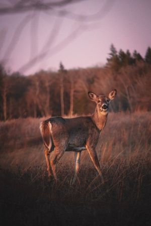 Wild deer standing alert in autumn field during dusk.