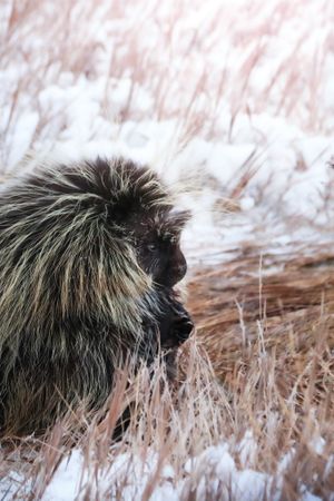 Close-up profile of a porcupine in snowy winter habitat.