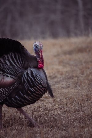 Wild turkey displaying its dark feathers in a brown field.
