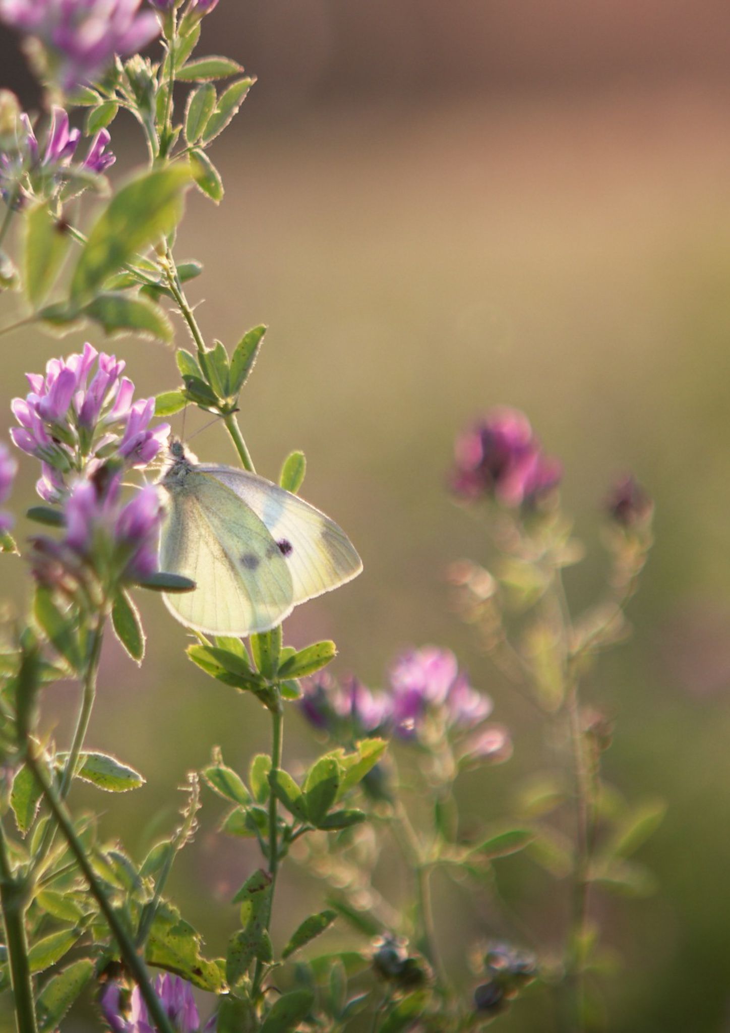 White butterfly perched on purple wildflowers in soft focus.