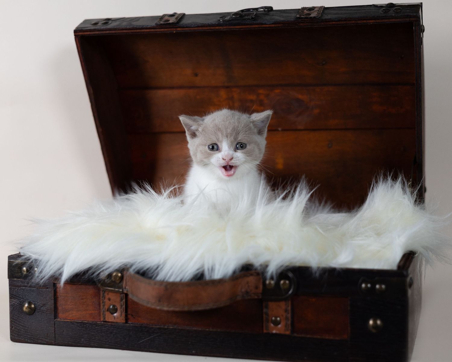 Blue male BSH kitten
