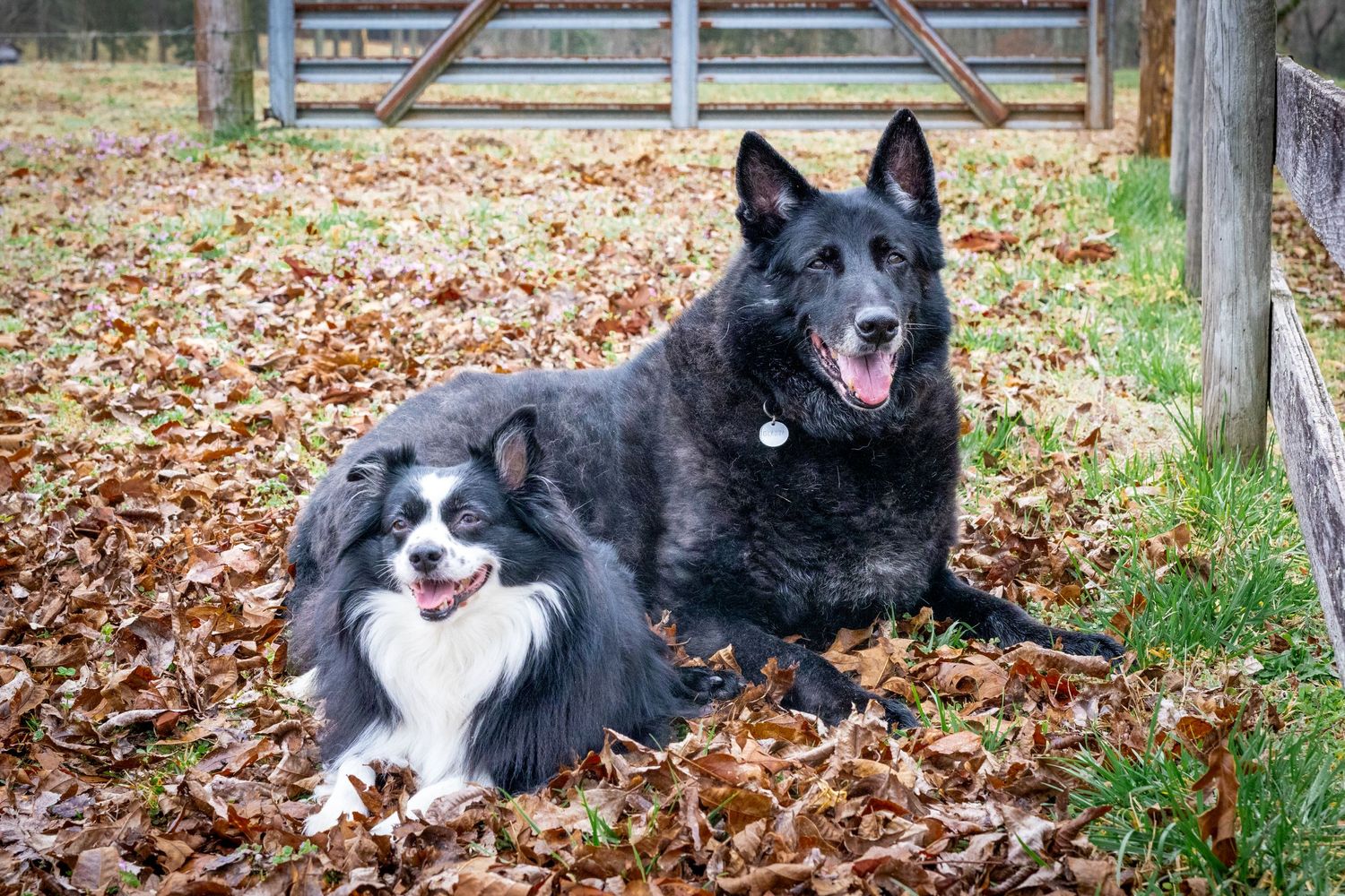Two dogs relaxing in colorful fall leaves, enjoying the crisp autumn air in Windsor, Ontario outdoor pet session.