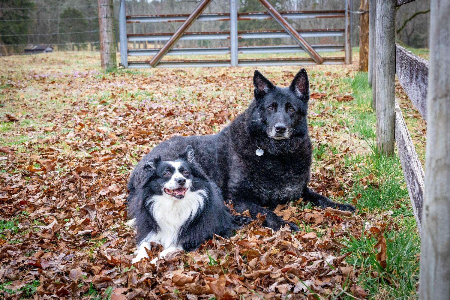 Cozy fall pet portrait of two dogs laying together among vibrant autumn leaves, capturing seasonal warmth and love.