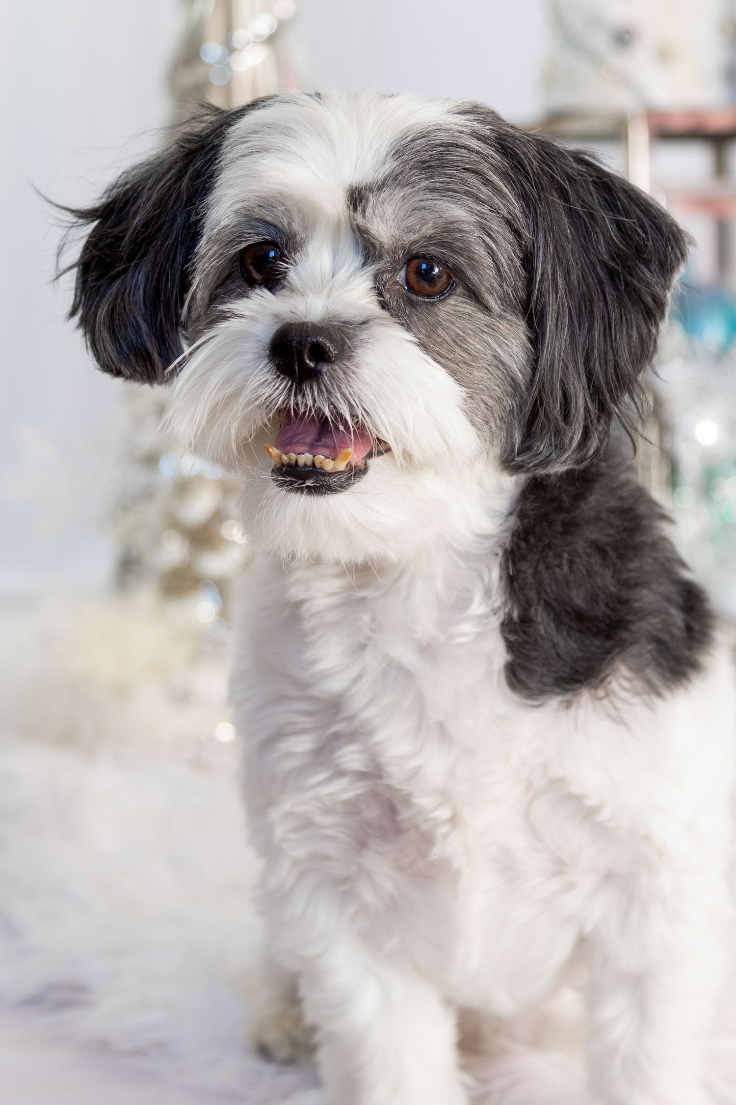 Festive holiday pet portrait with Christmas decorations and cozy winter vibes in Windsor, Ontario.