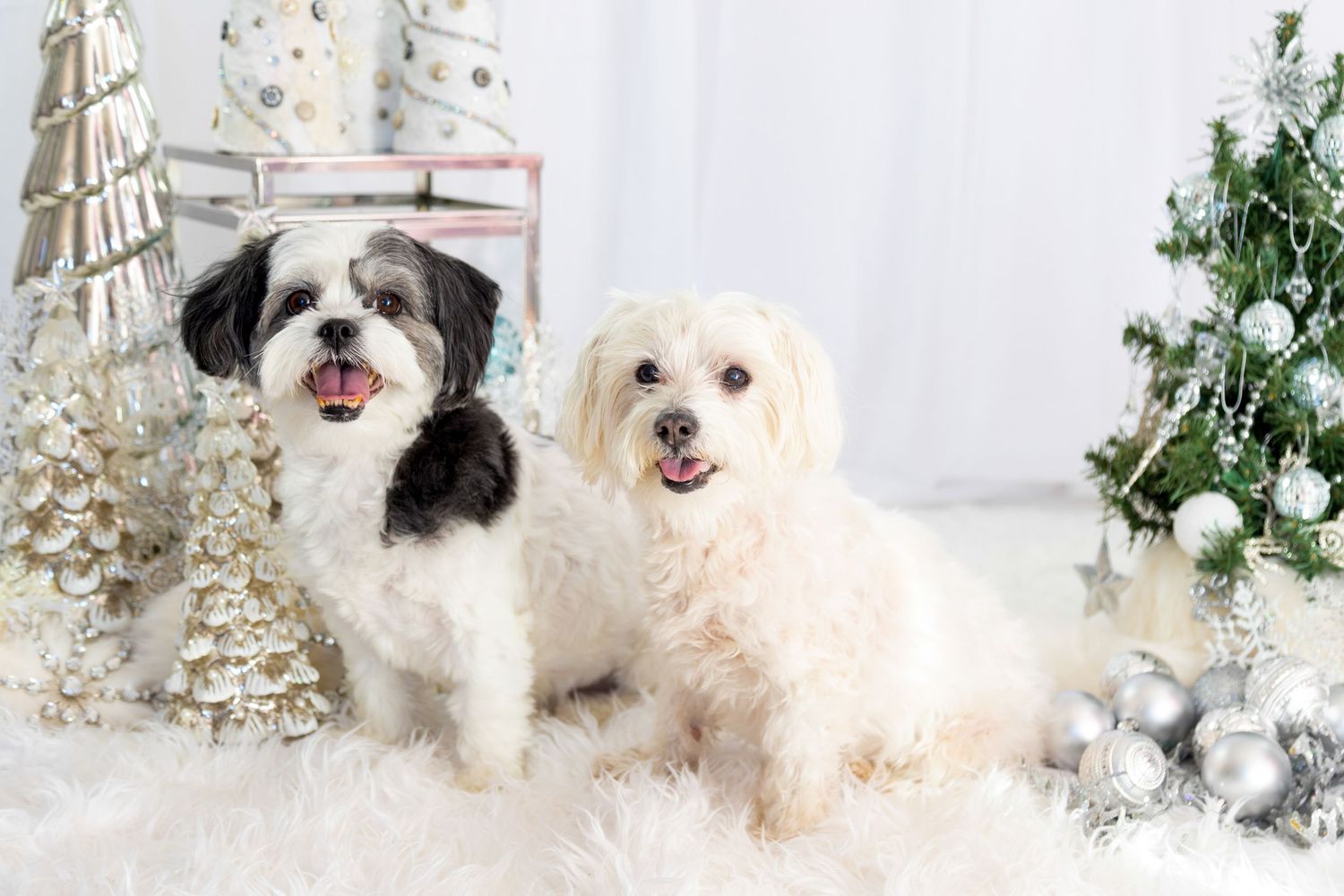 Cute dog wearing holiday scarf surrounded by twinkling lights, perfect Christmas mini-session.