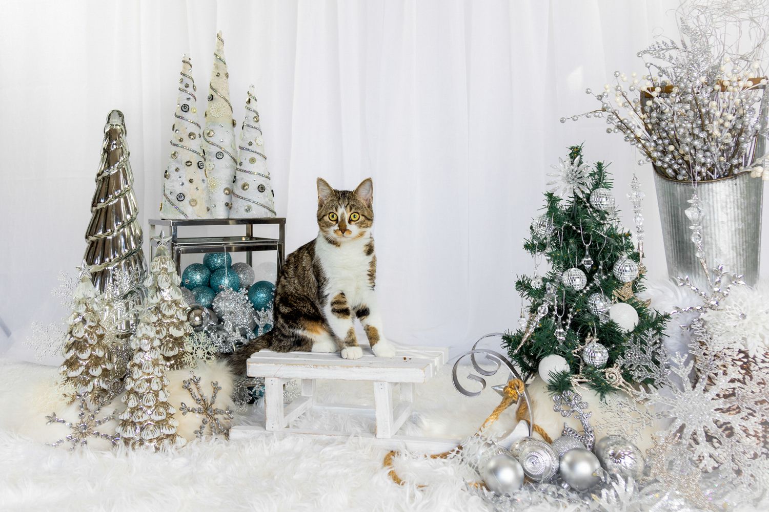 Christmas-themed pet cat photo with seasonal props and warm lighting, ideal for holiday cards.