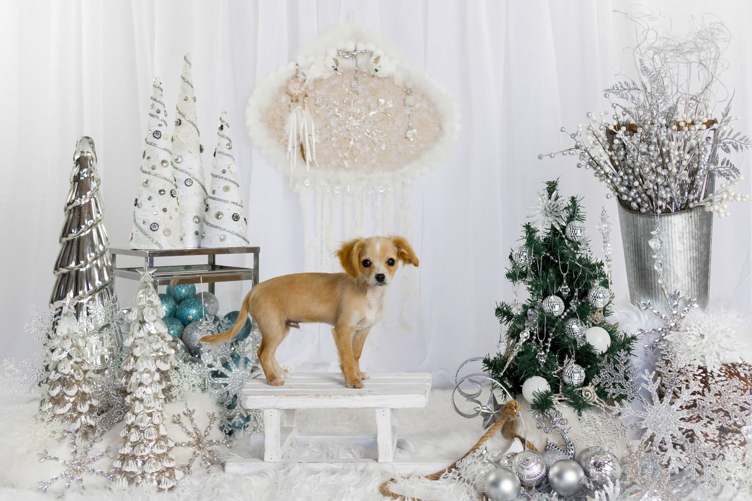 Holiday pet portrait with festive background, celebrating Christmas spirit.