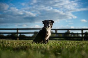 Miniature American Shepherd puppy sitting in a field with a blue sky
