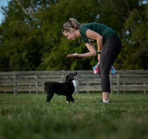 Trainer interacting with her miniature american shepherd puppy
