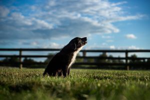 Miniature American Shepherd puppy howling in a field with a blue sky
